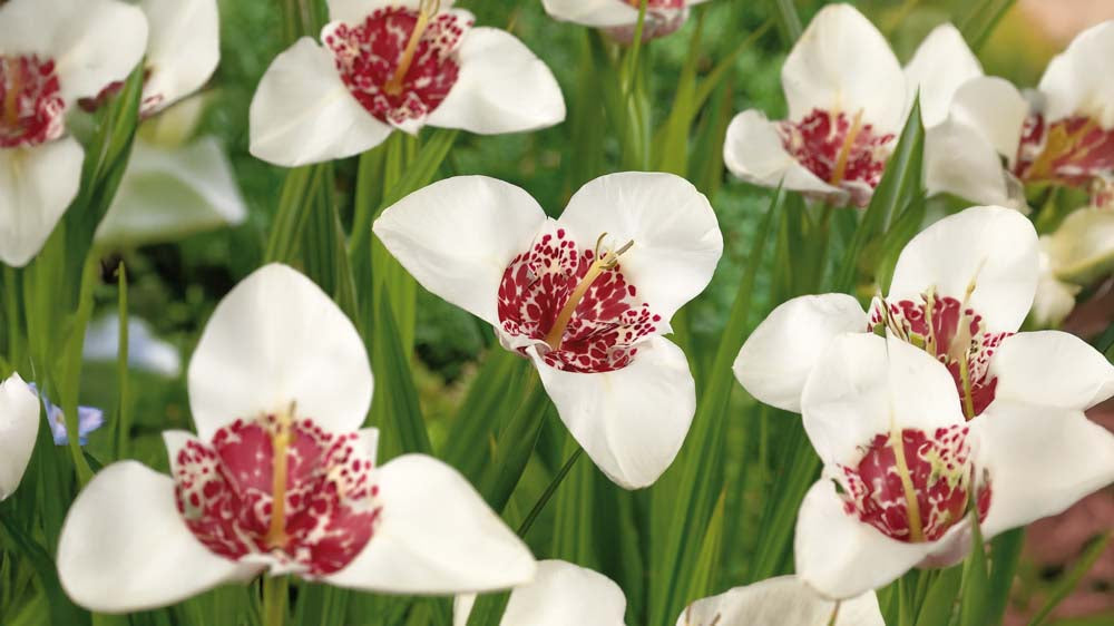 Tigerblomster - Bland Selv Frø