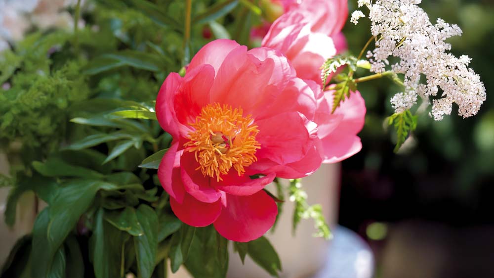 Tørketålende stauder - Bland Selv Frø