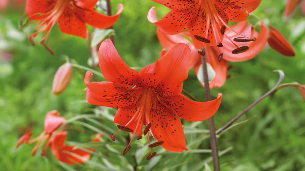 Trompet liljer - Bland Selv Frø