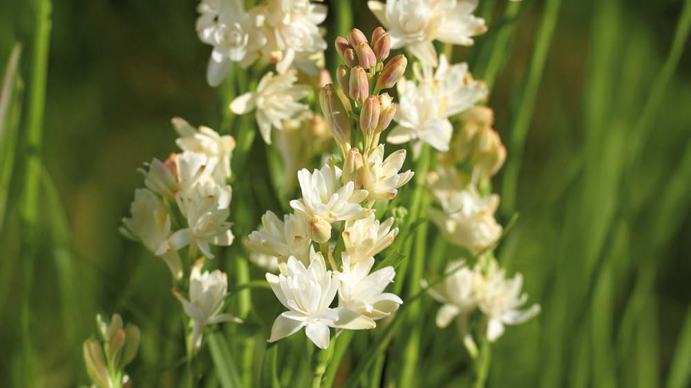 Tuberose - Bland Selv Frø