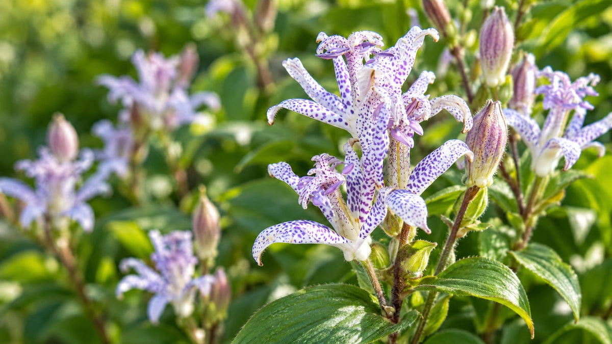 Tudselilje (Tricyrtis) - Bland Selv Frø