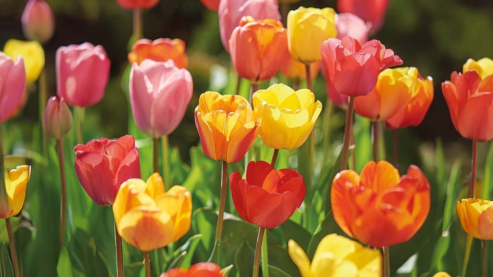 Tulipaner tilbud - Bland Selv Frø