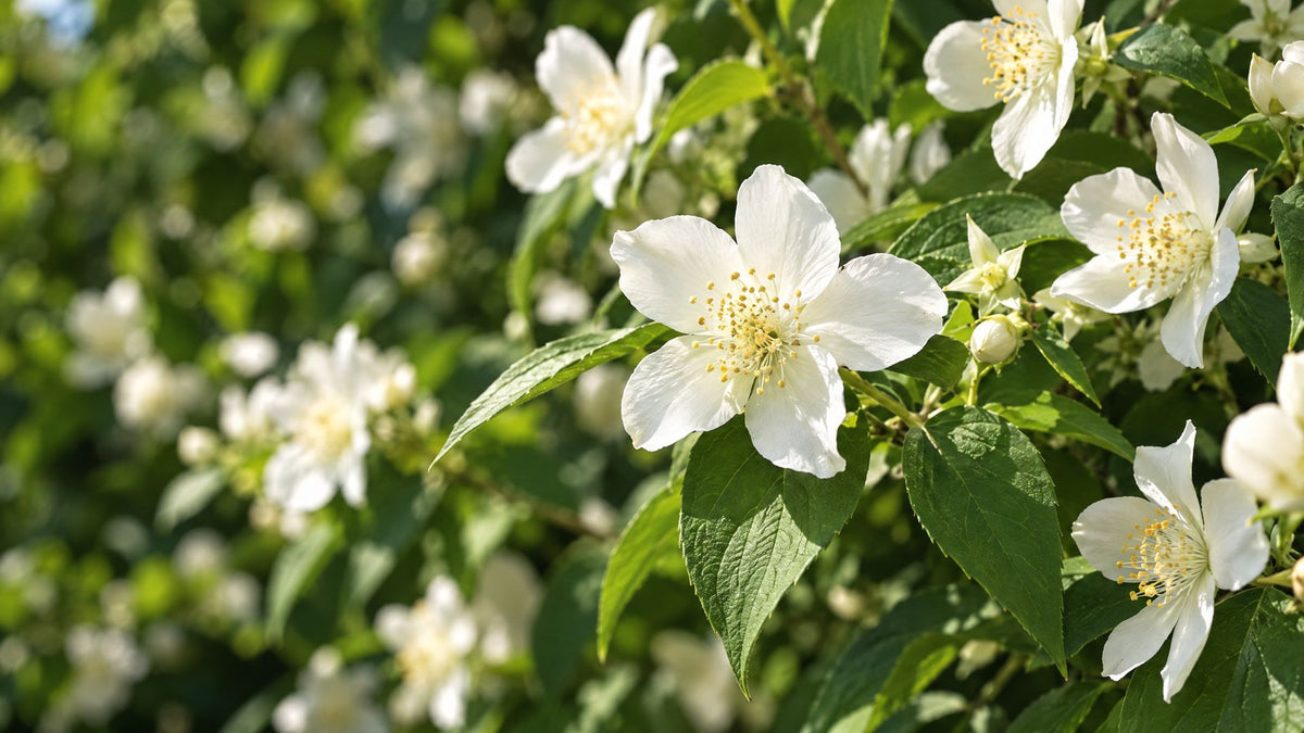 Uægte jasmin (Philadelphus)