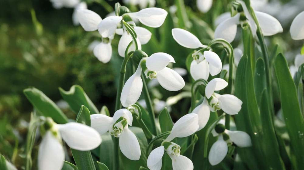 Vinterblomster - Bland Selv Frø