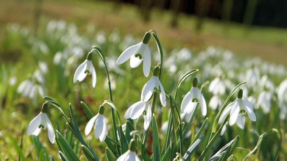 Vinterblomster tl krukker - Bland Selv Frø
