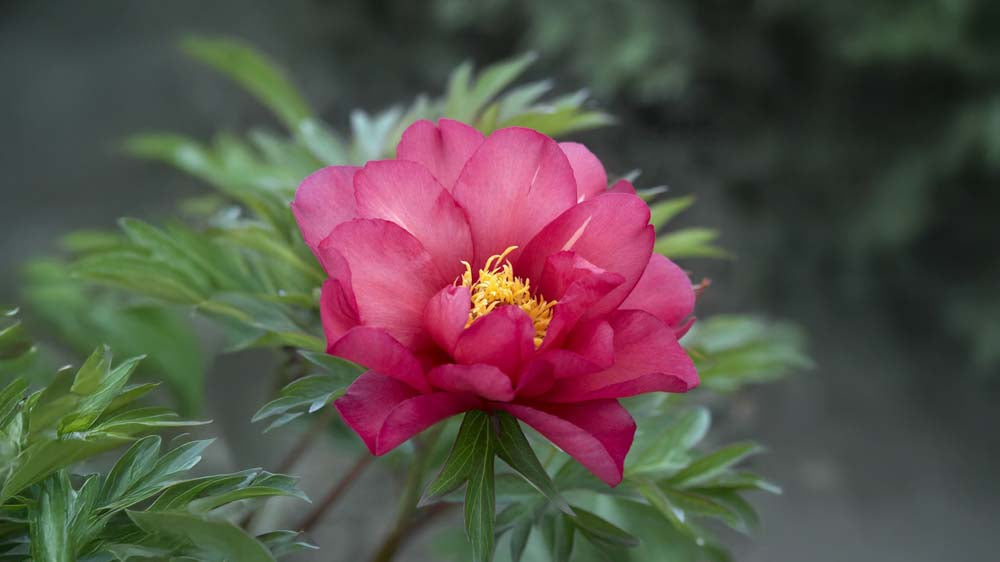 Vinterhårdføre stauder - Bland Selv Frø