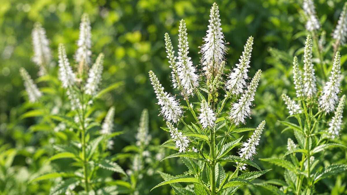 Virginsk ærenpris (Veronicastrum) - Bland Selv Frø