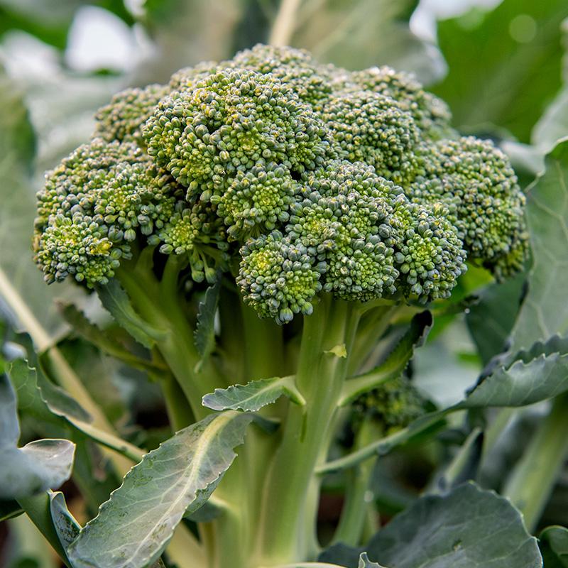Broccoli frø 'Bobby' - 10 Økologiske Frø
