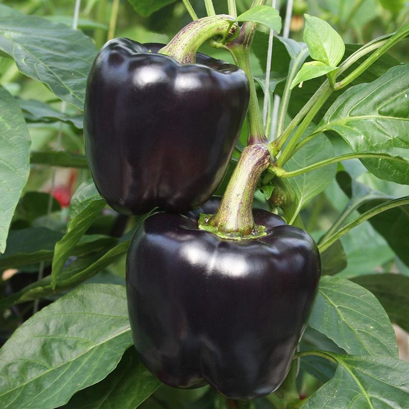 Peberfrugt frø “Lilo F1” – 5 Økologiske Frø