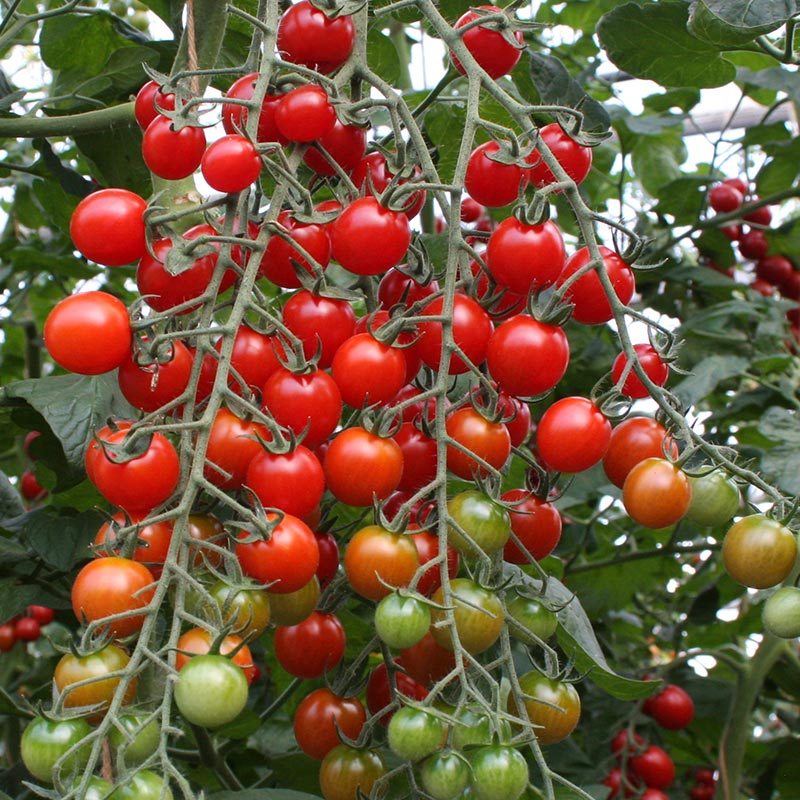 Cherrytomat frø “Bartelly F1” – 5 Økologiske Frø