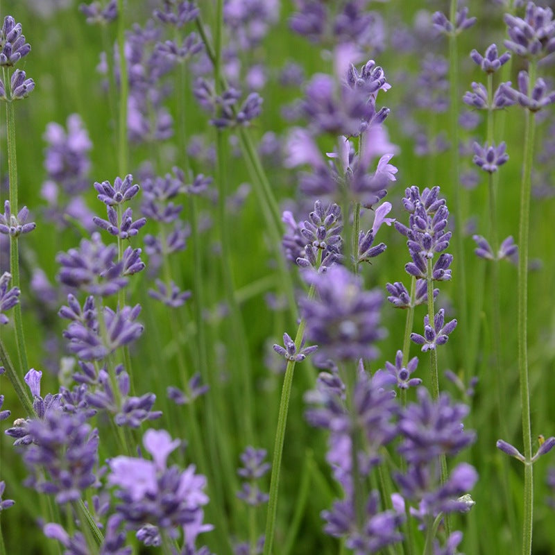 Lavendel frø 'Lavender' – 200 Økologiske Frø