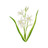 Snepryd