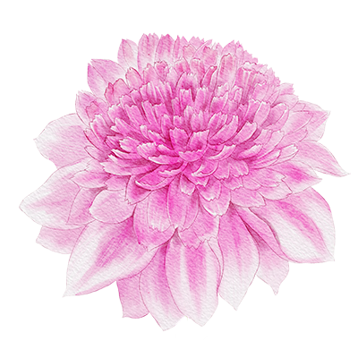 Dahlia