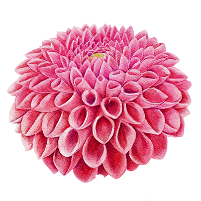 Dahlia