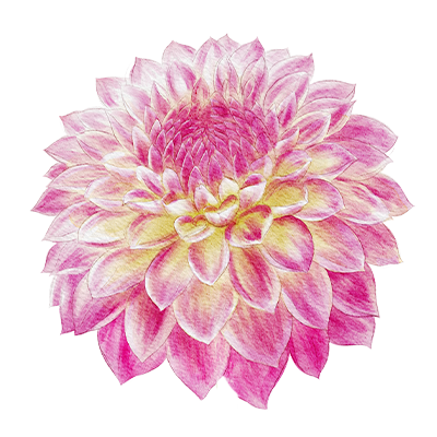 Dahlia