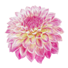 Dahlia