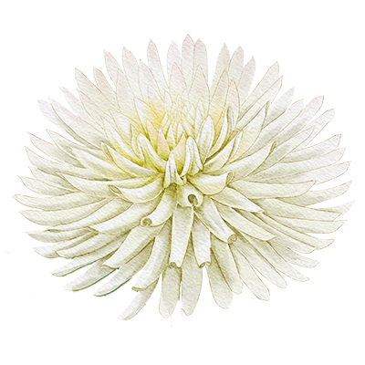 Dahlia