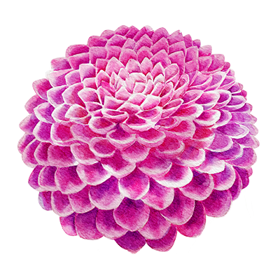 Dahlia