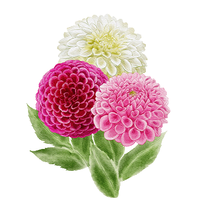 Dahlia