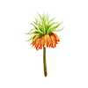 Kejserkrone
