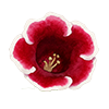Gloxinia