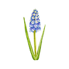 Perlehyacinter