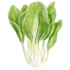 Pak choi