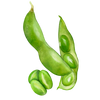 Edamamebønner