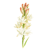Tuberose