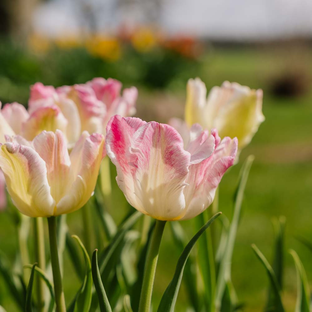 Tulipan 'Cabanna'