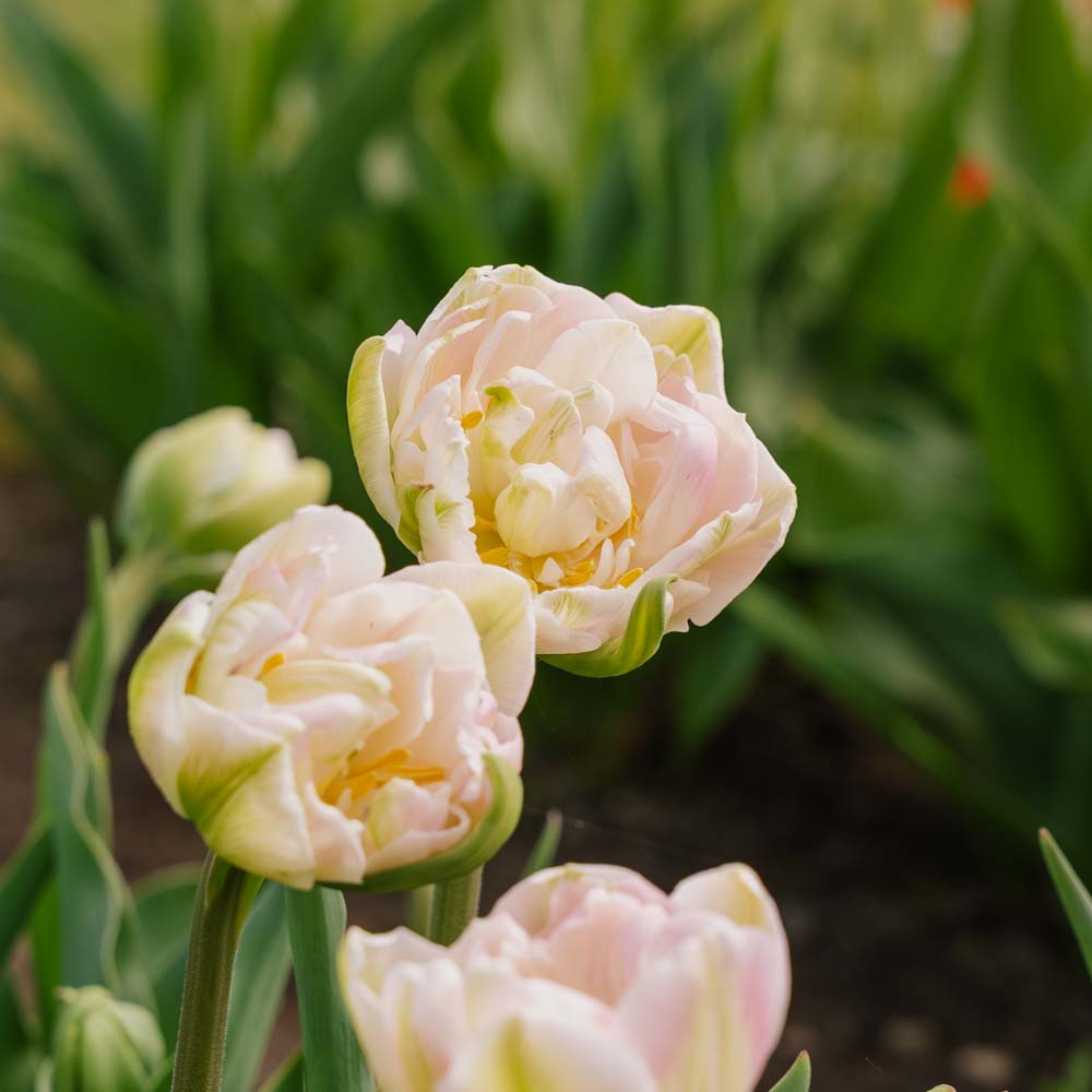 Tulipan 'Finola'