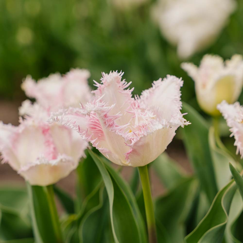 Tulipan 'Huis Ten Bosch'