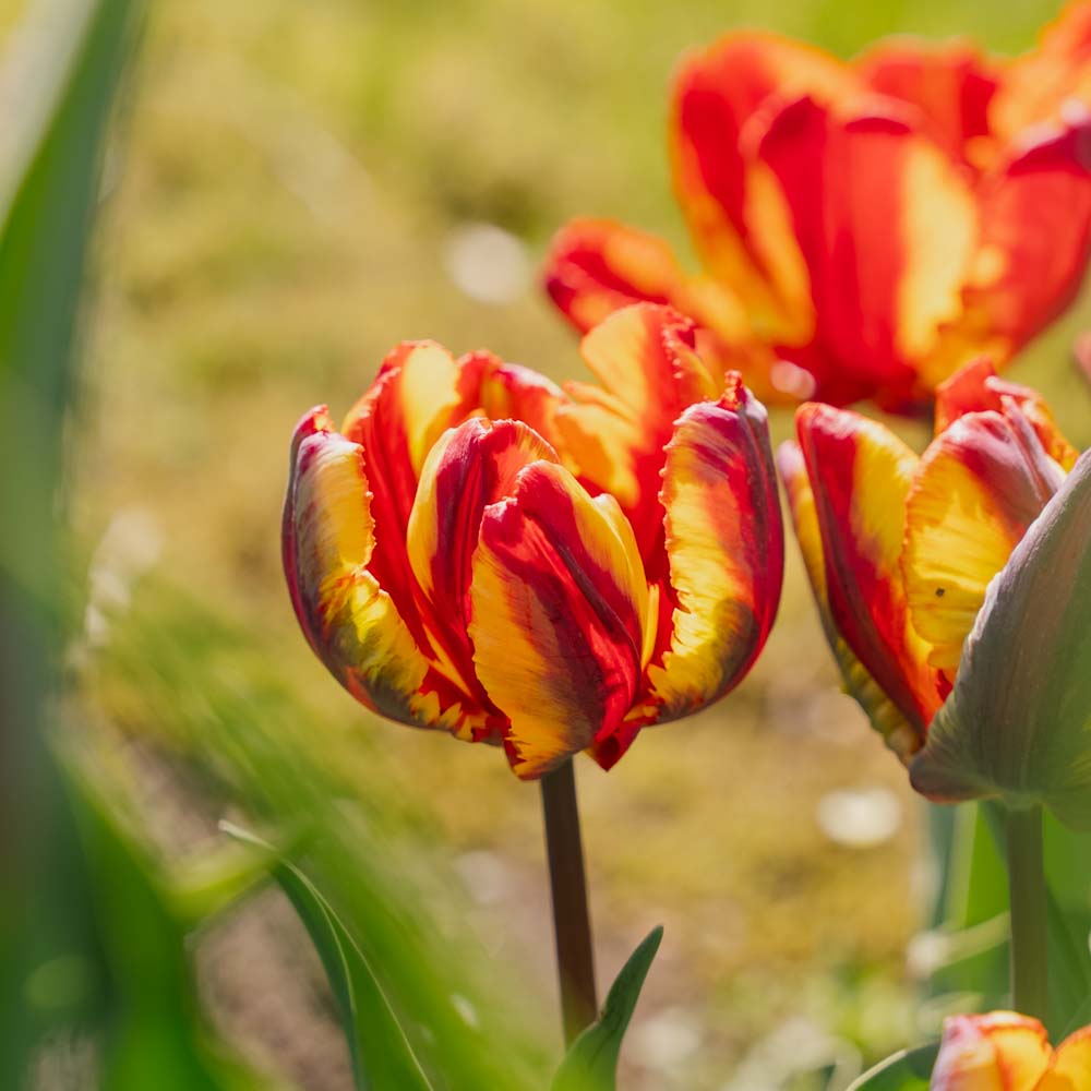 Tulipan 'Rasta Parrot'