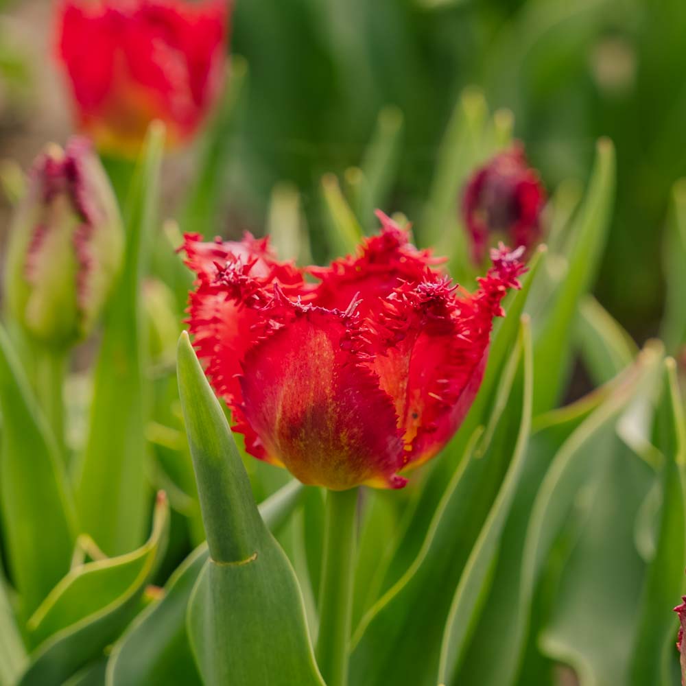 Tulipan 'Versaci'