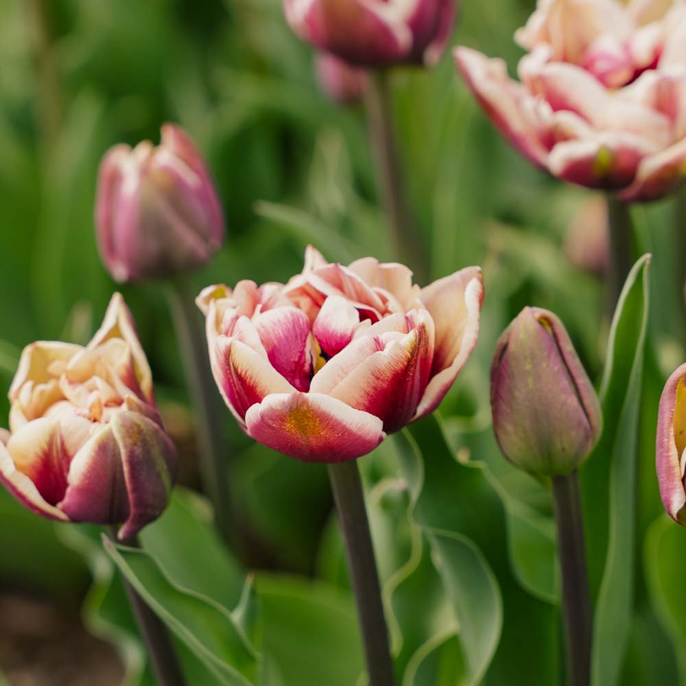 Tulipan 'Wyndham'