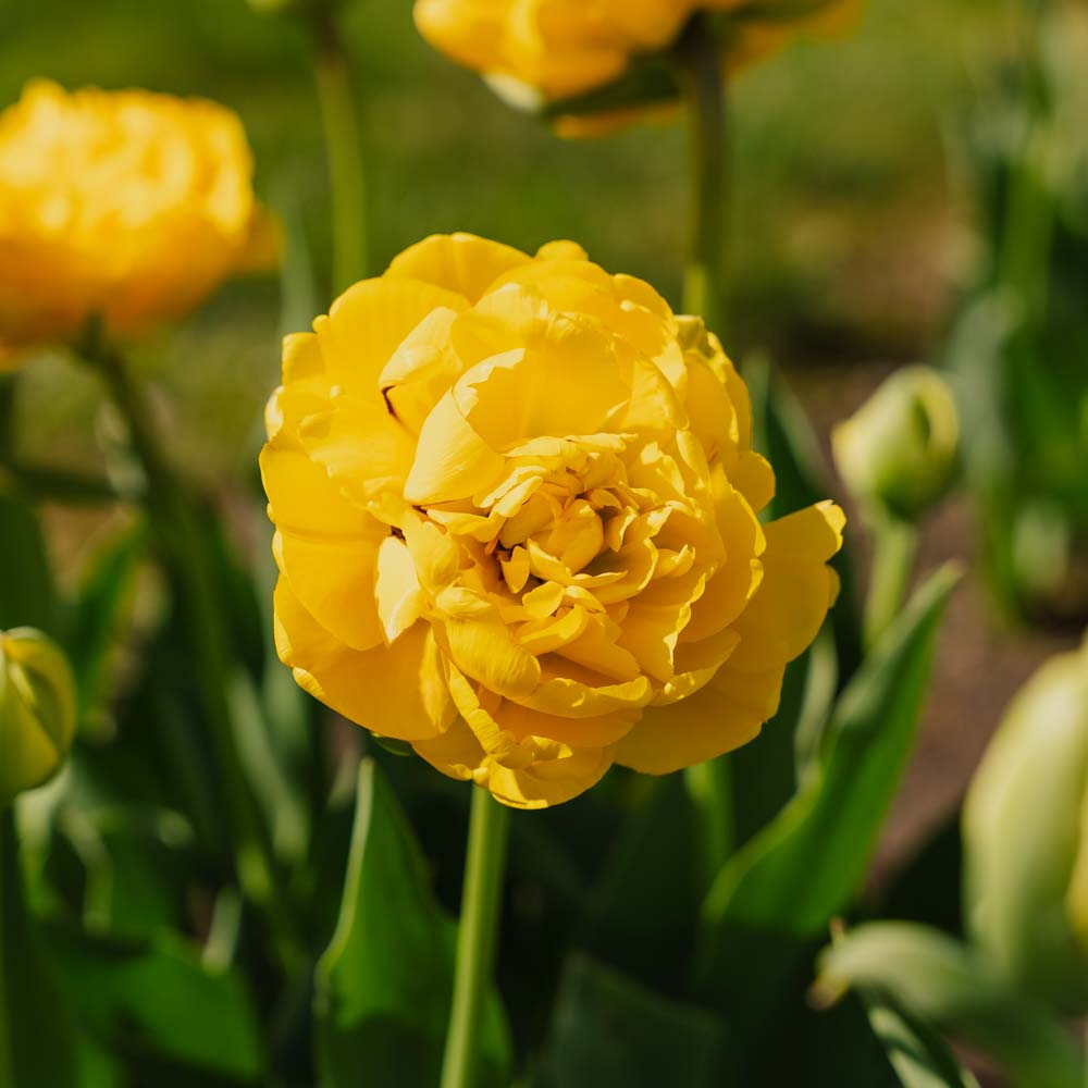 Tulipan 'Yellow Pomponette'