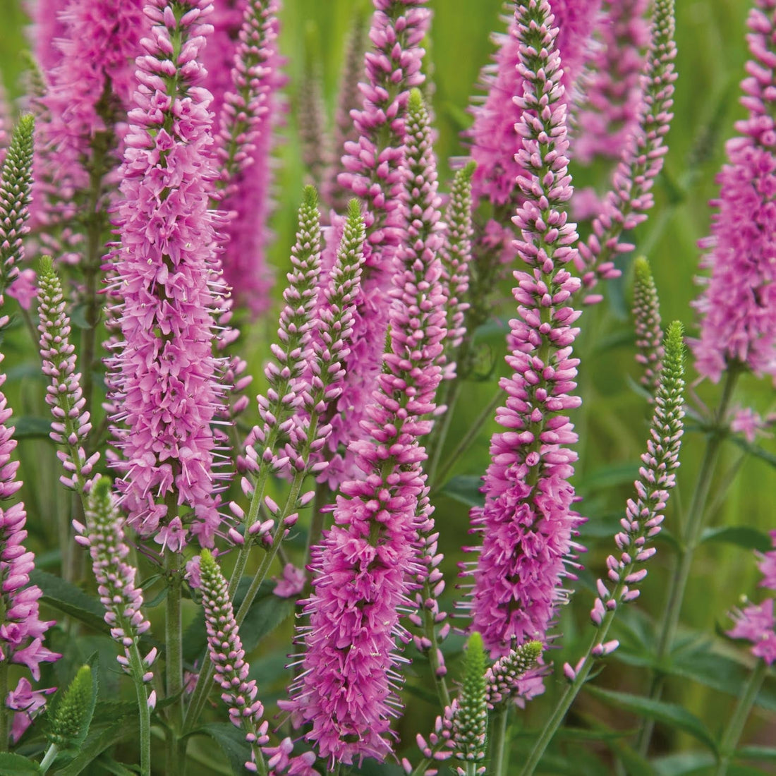 Ærenpris, Veronica 'Heidekind'