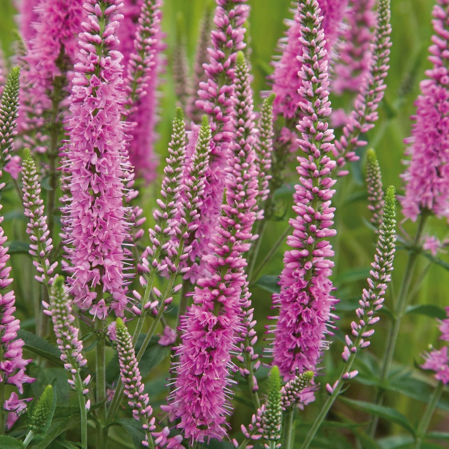 Ærenpris, Veronica 'Heidekind'