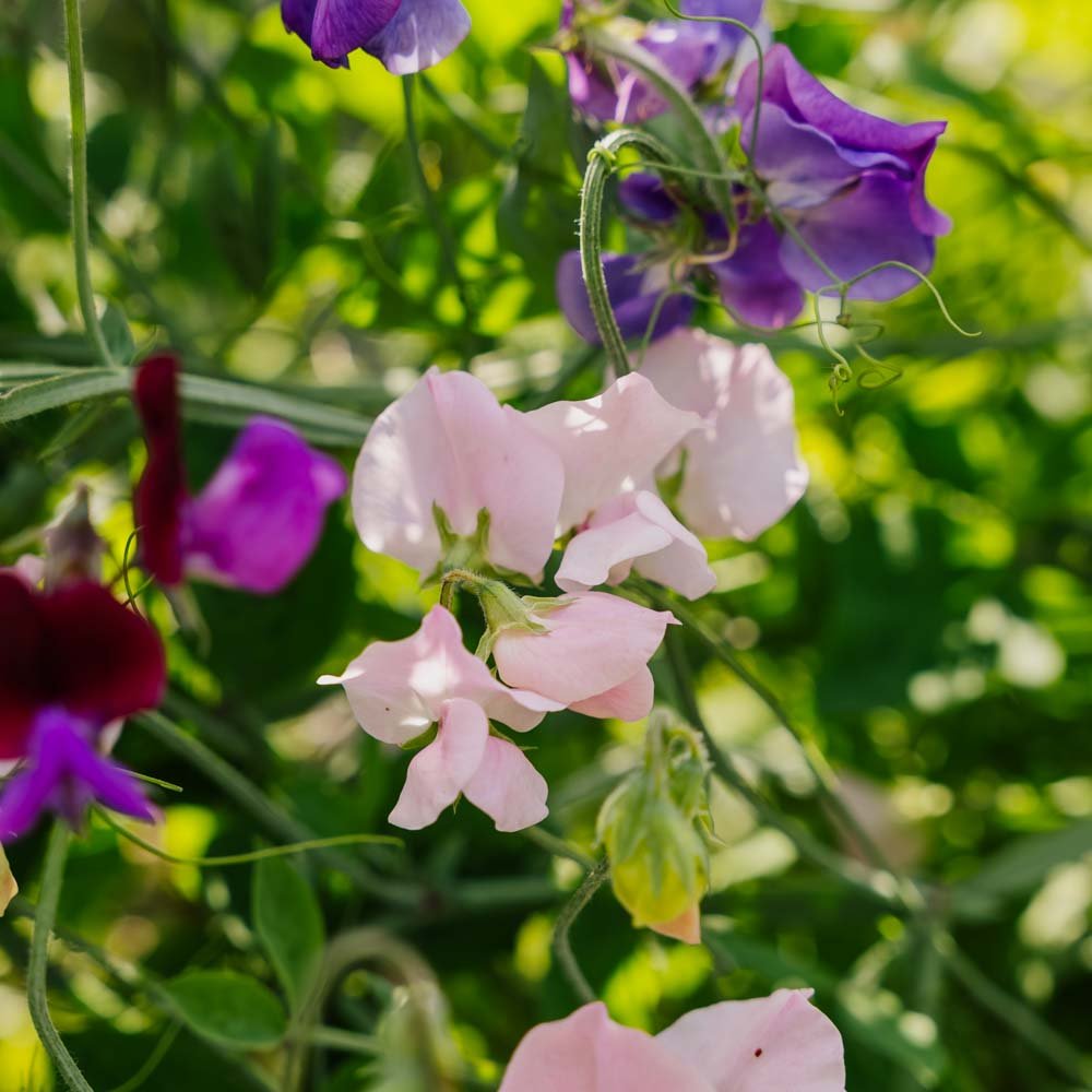 Ærteblomst frø 'Sweet Pea Mix' - 20 Økologiske Frø