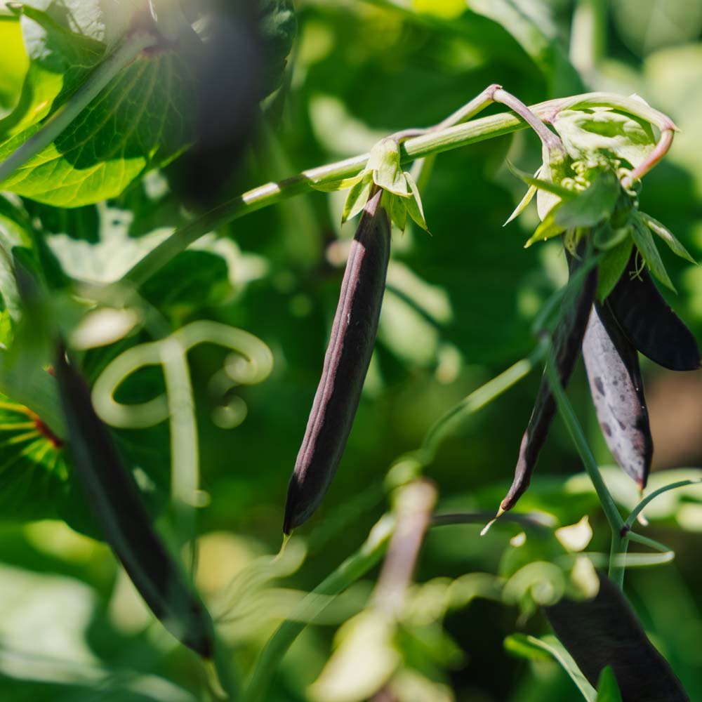 Ærtefrø 'Blauwschokker' - 50 Økologiske Frø
