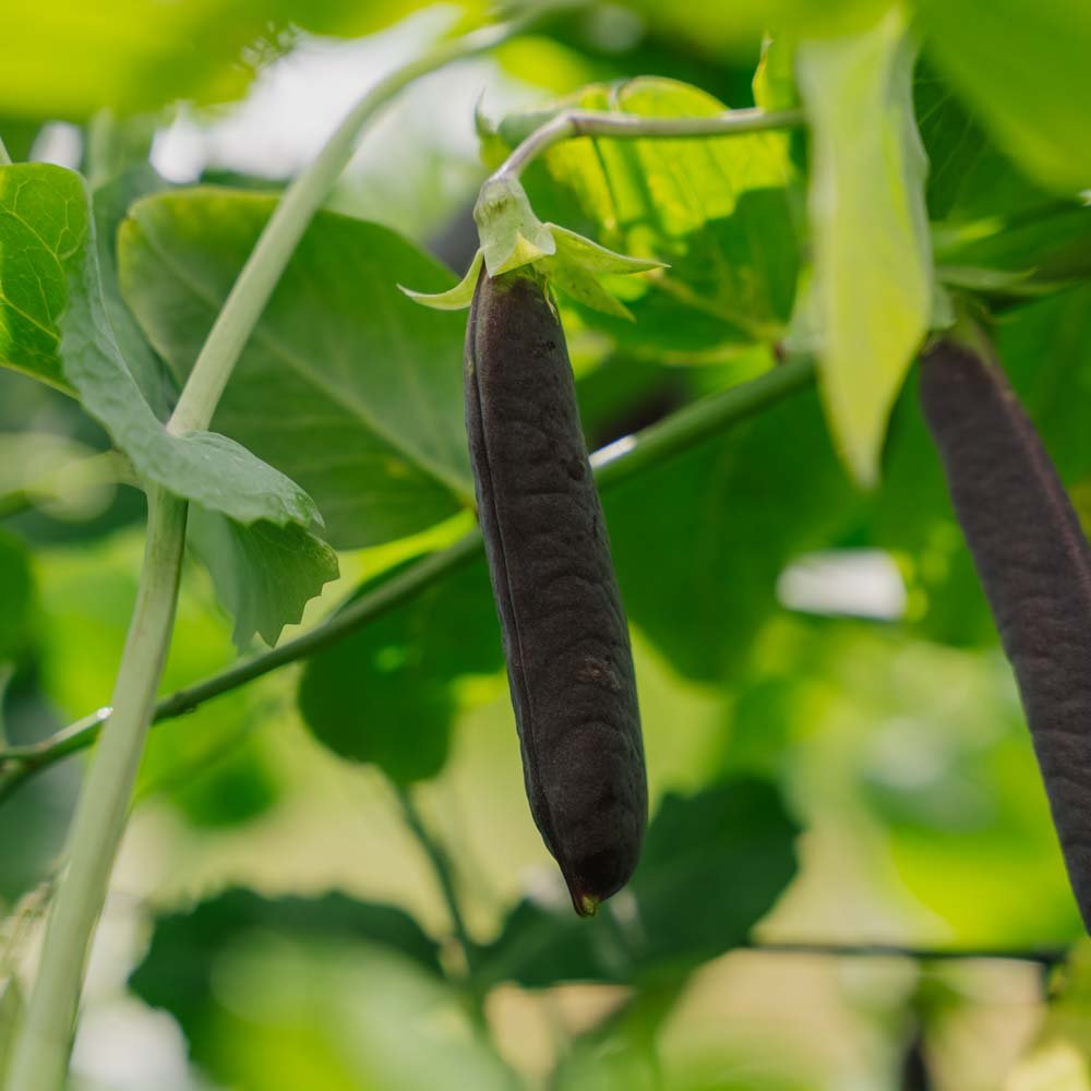 Ærtefrø 'Blauwschokker' - 50 Økologiske Frø