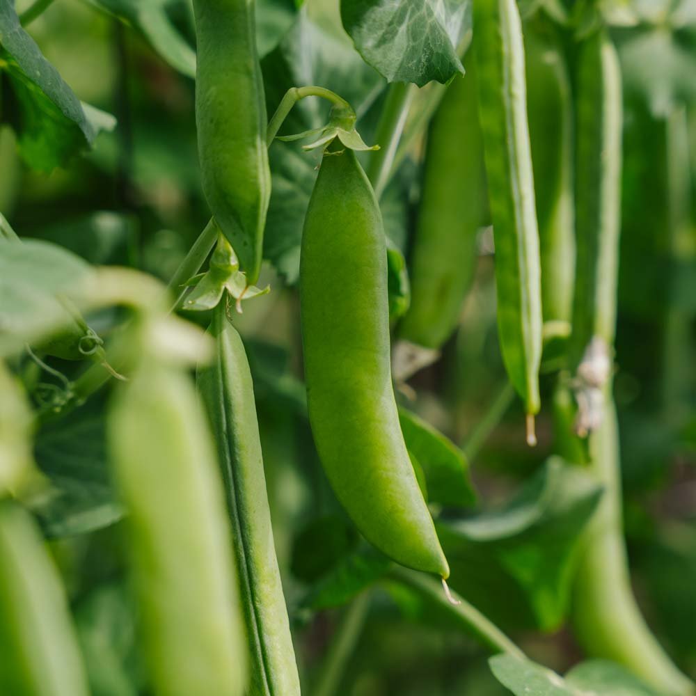 Ærtefrø 'Kelvedon Wonder' - 50 Økologiske Frø