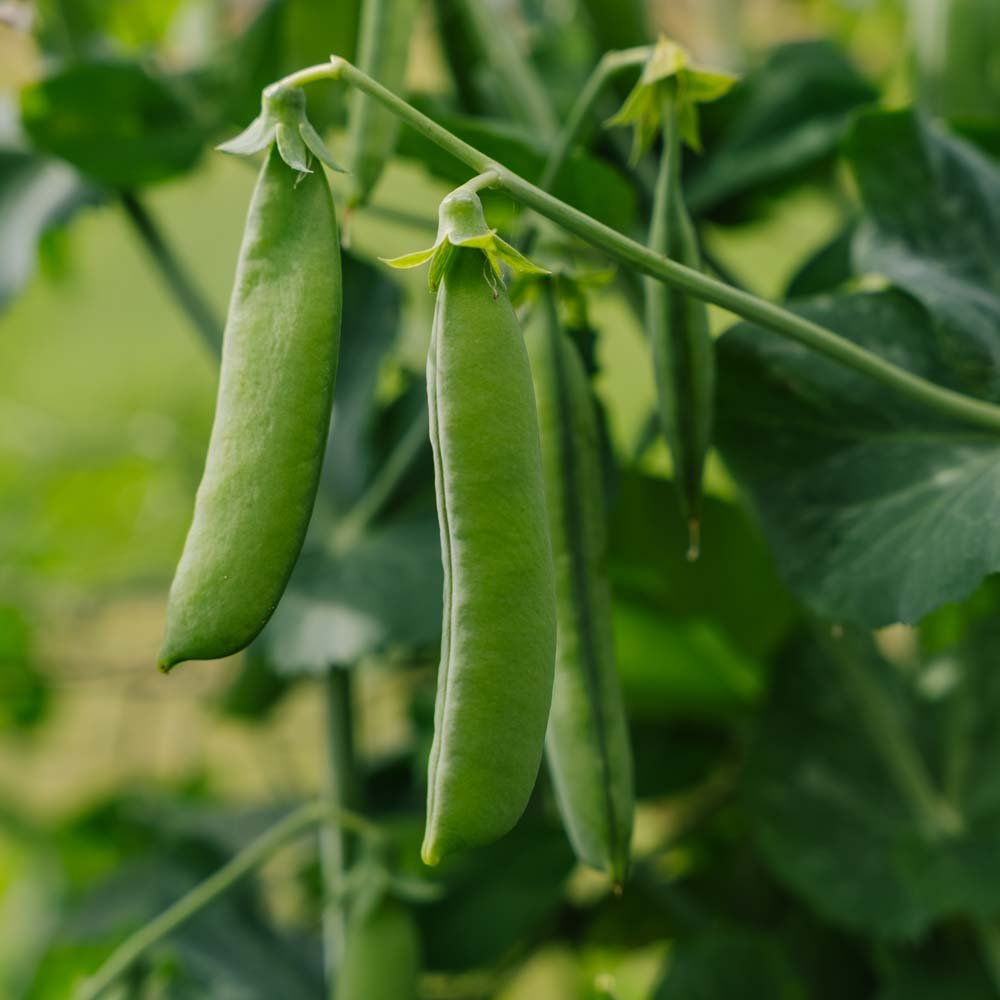 Ærtefrø 'Kelvedon Wonder' - 50 Økologiske Frø