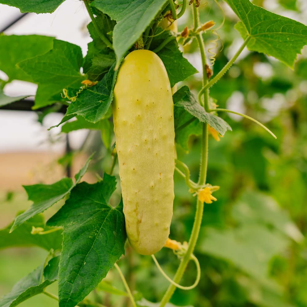 Agurkefrø 'Gele Tros' - 10 Økologiske Frø