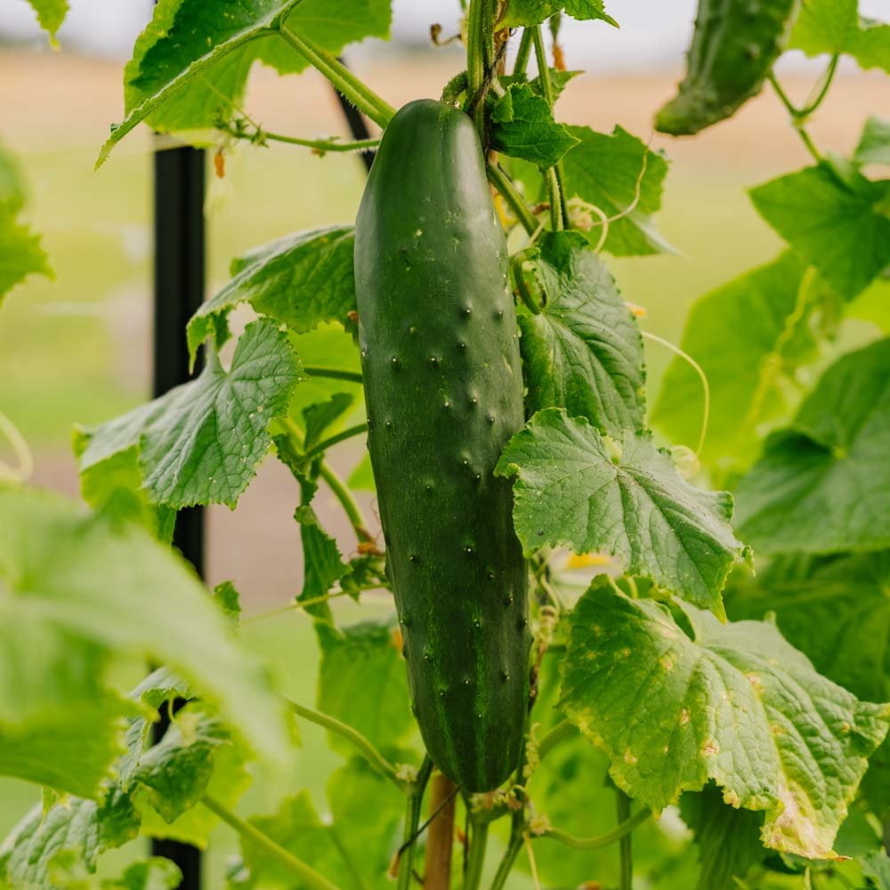 Agurkefrø 'Marketmore' - 10 Økologiske Frø