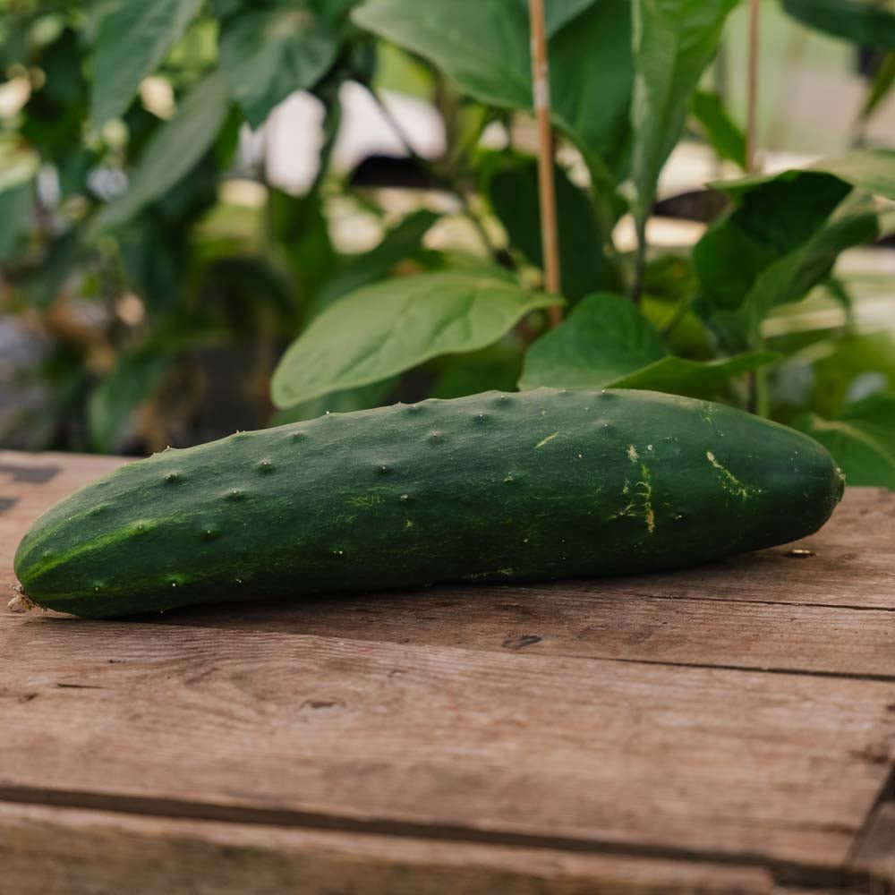 Agurkefrø 'Marketmore' - 10 Økologiske Frø