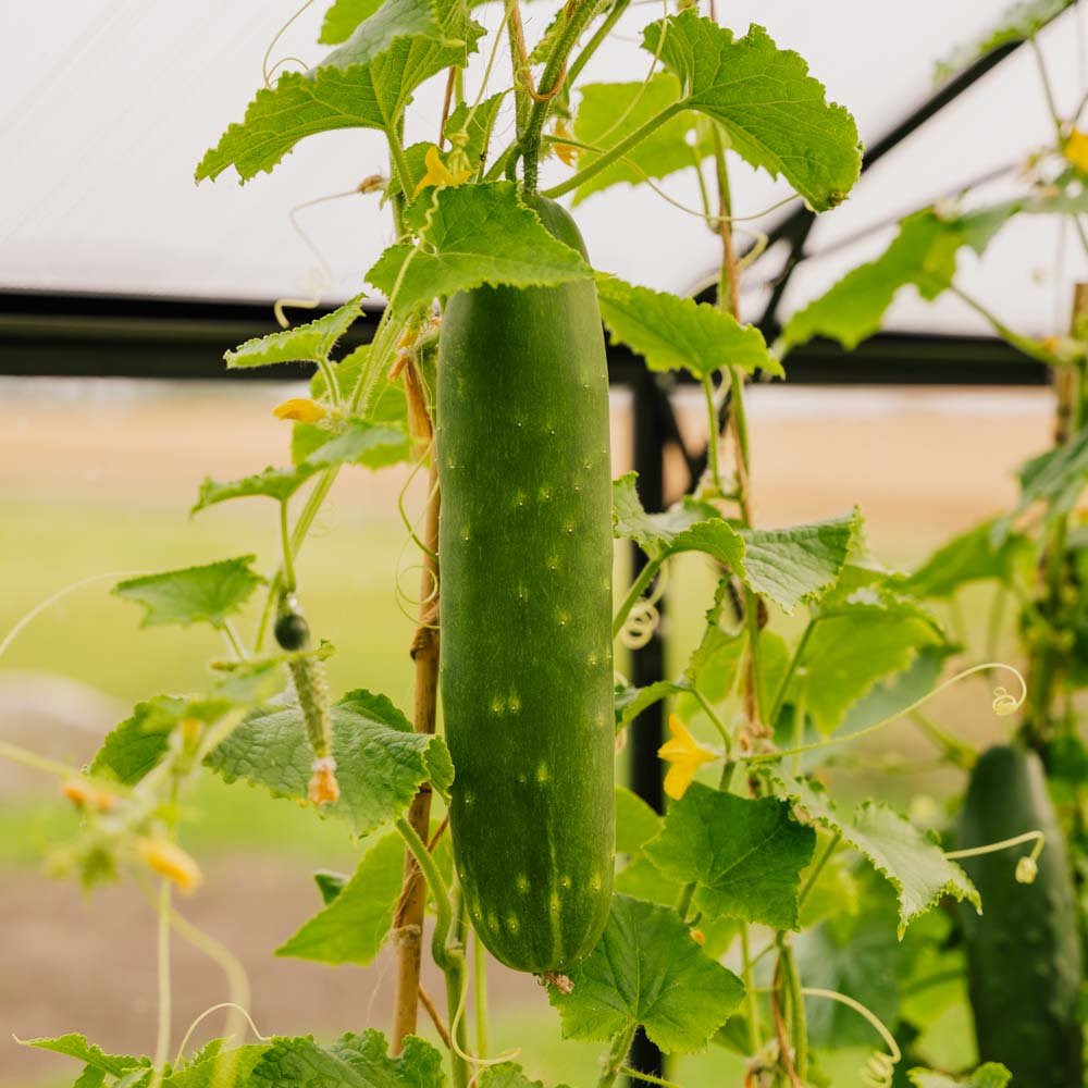 Agurkefrø 'Tanja' - 10 Økologiske Frø