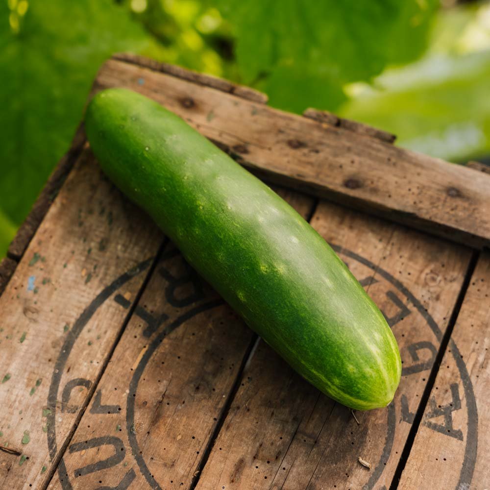 Agurkefrø 'Tanja' - 10 Økologiske Frø