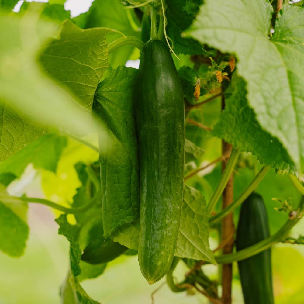 Agurkefrø 'Telegraph Improved' - 10 Økologiske Frø