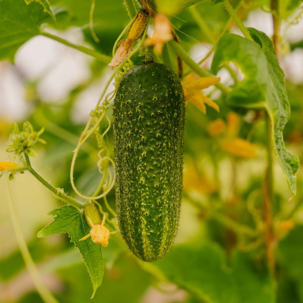 Agurkefrø 'Vorgebirgstrauben' - 10 Økologiske Frø